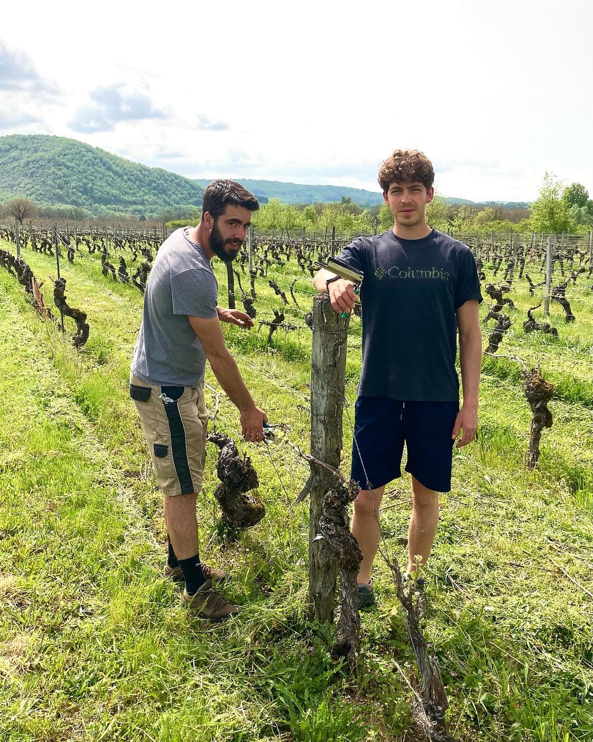 Taille de la vigne au Passelys
