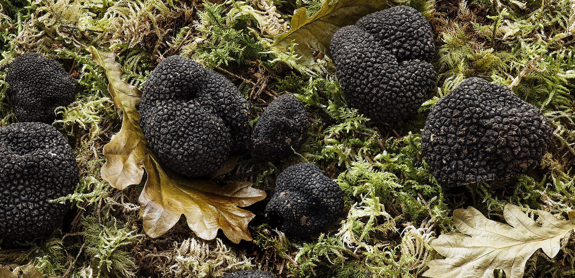 truffe noire