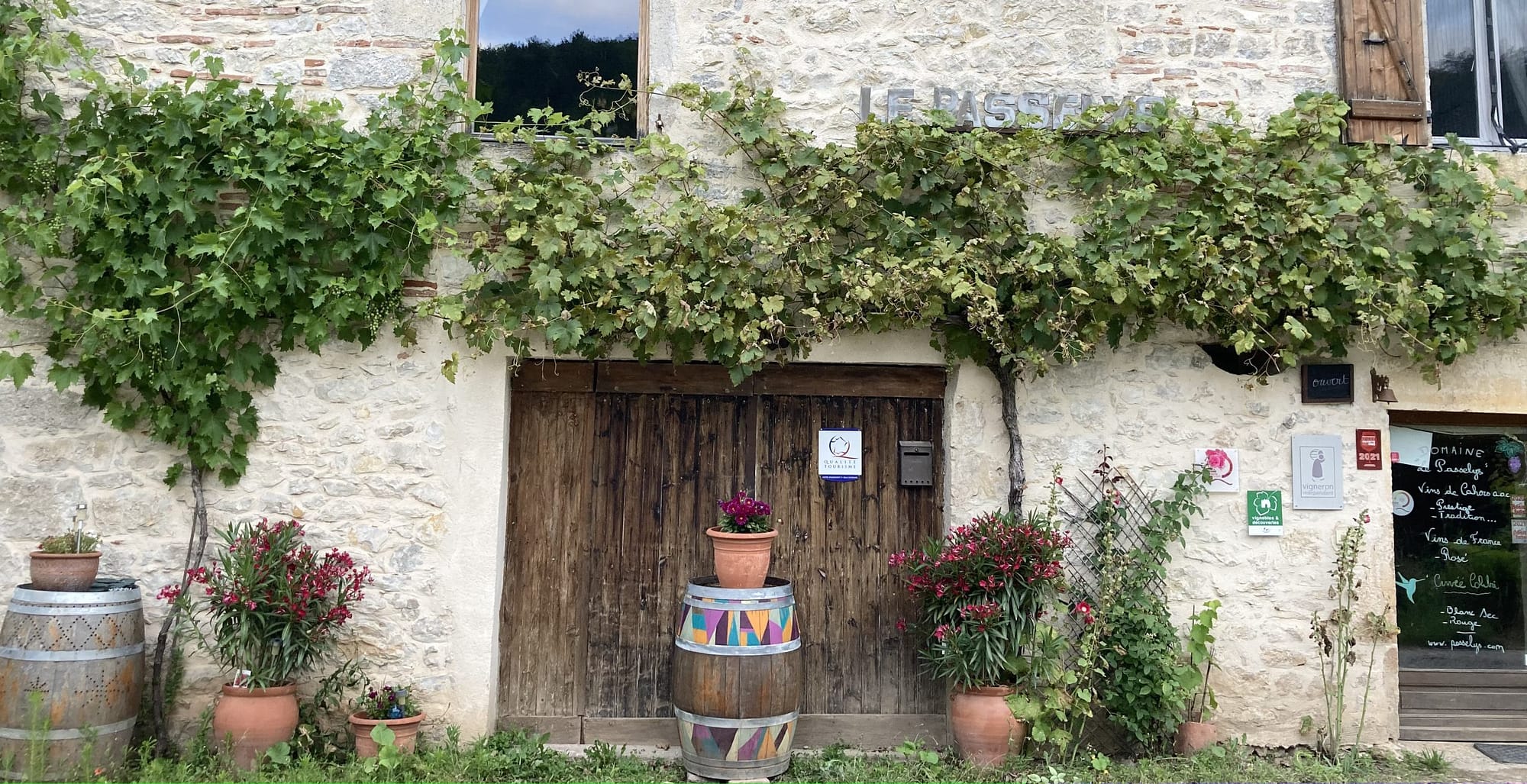 Treille comparaison cépages résistants - chardonnay