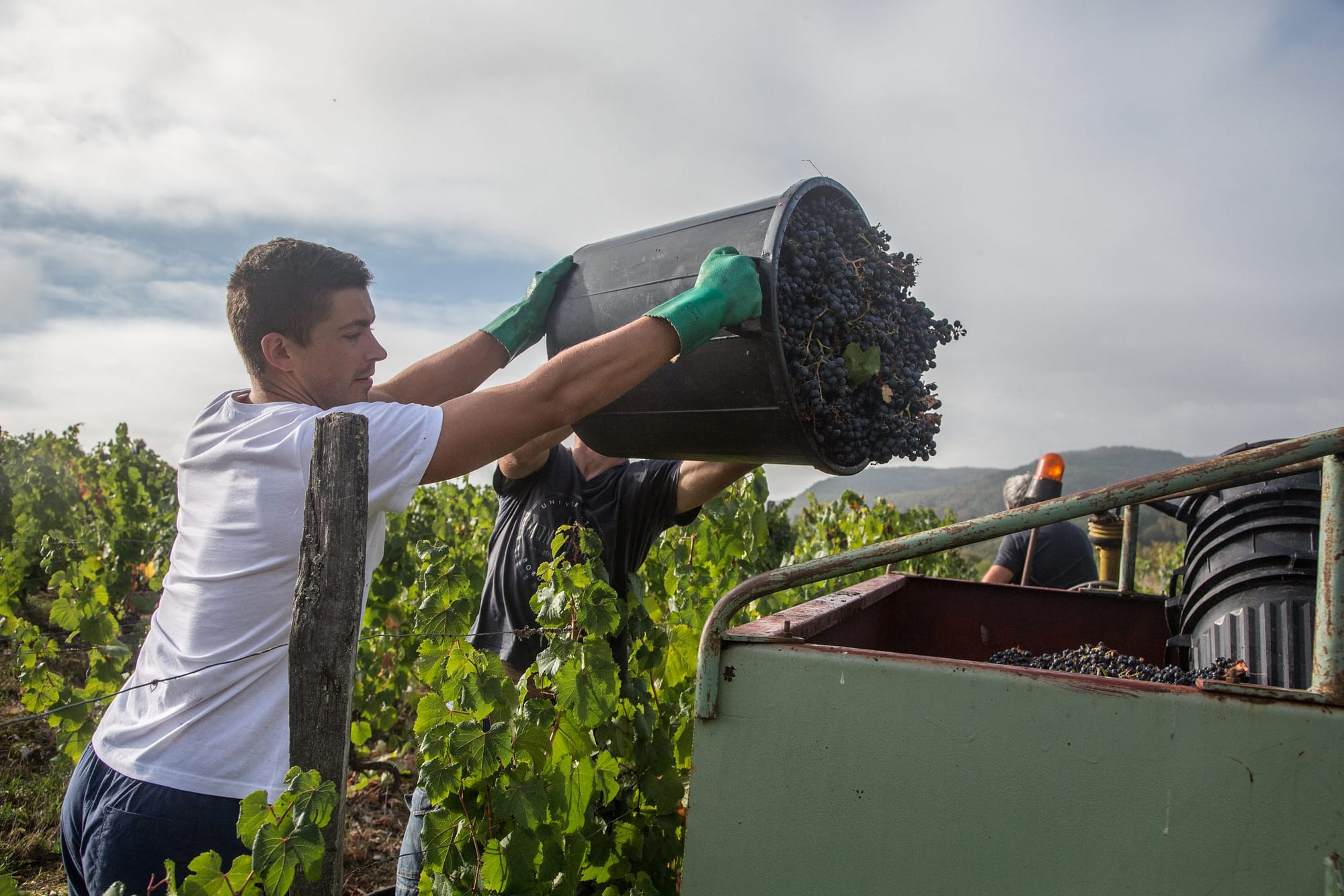 Vendanges à Douelle de Malbec, proche de Cahors
