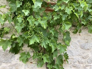 Treille Souvignier gris scaled
