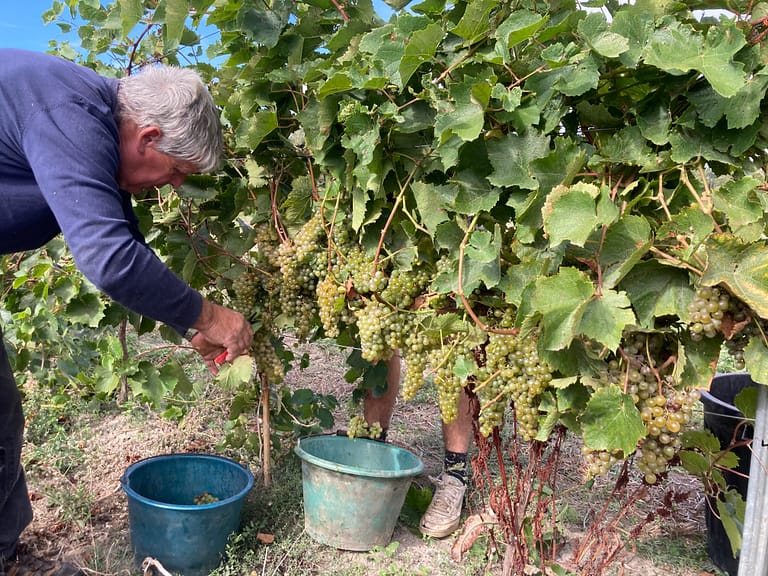 Cépages résistants du Domaine le Passelys